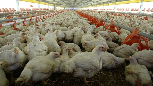 Lo lastimó un pollo vivo y deberán indemnizarlo