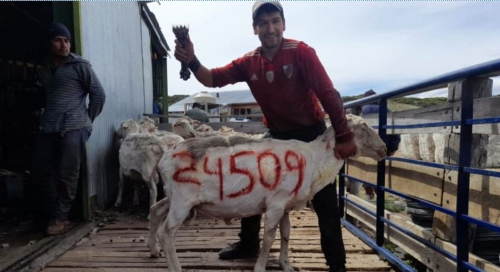 Logró romper un récord esquilando 24509 ovejas