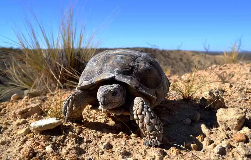 Un proyecto en la Legislatura de Rio Negro busca proteger a las tortugas terrestres