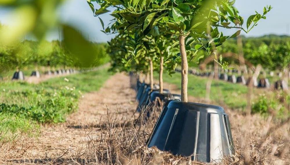 El protector de cultivos frutales que reduce un 90% la necesidad de agua y fertilizantes