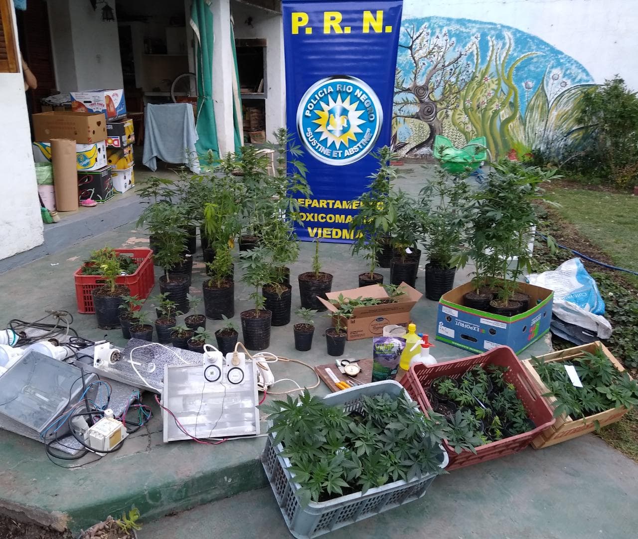 Secuestran más de 120 plantas de marihuana en un allanamiento en Viedma