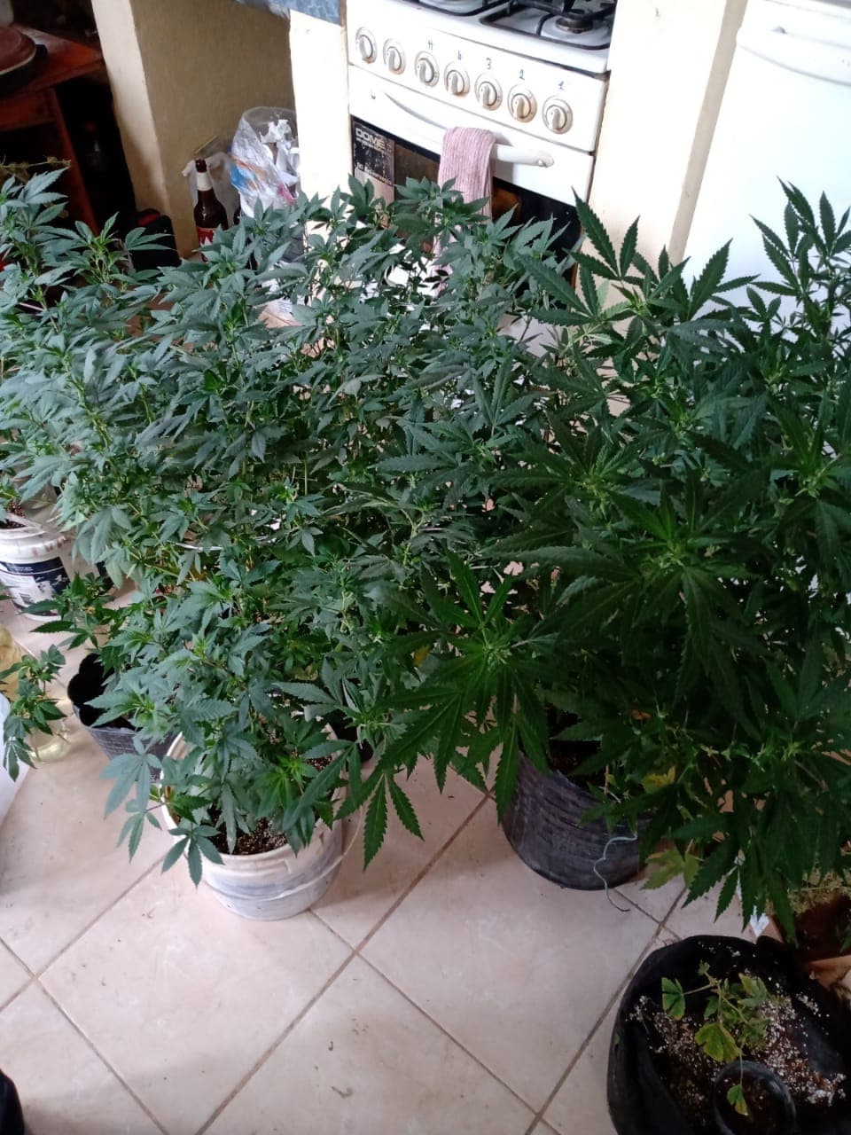 Policías fueron a un conflicto familiar y se encontraron con una plantación de marihuana