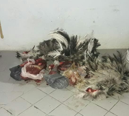 En operativo de la policía rural agarran a cazadores furtivos