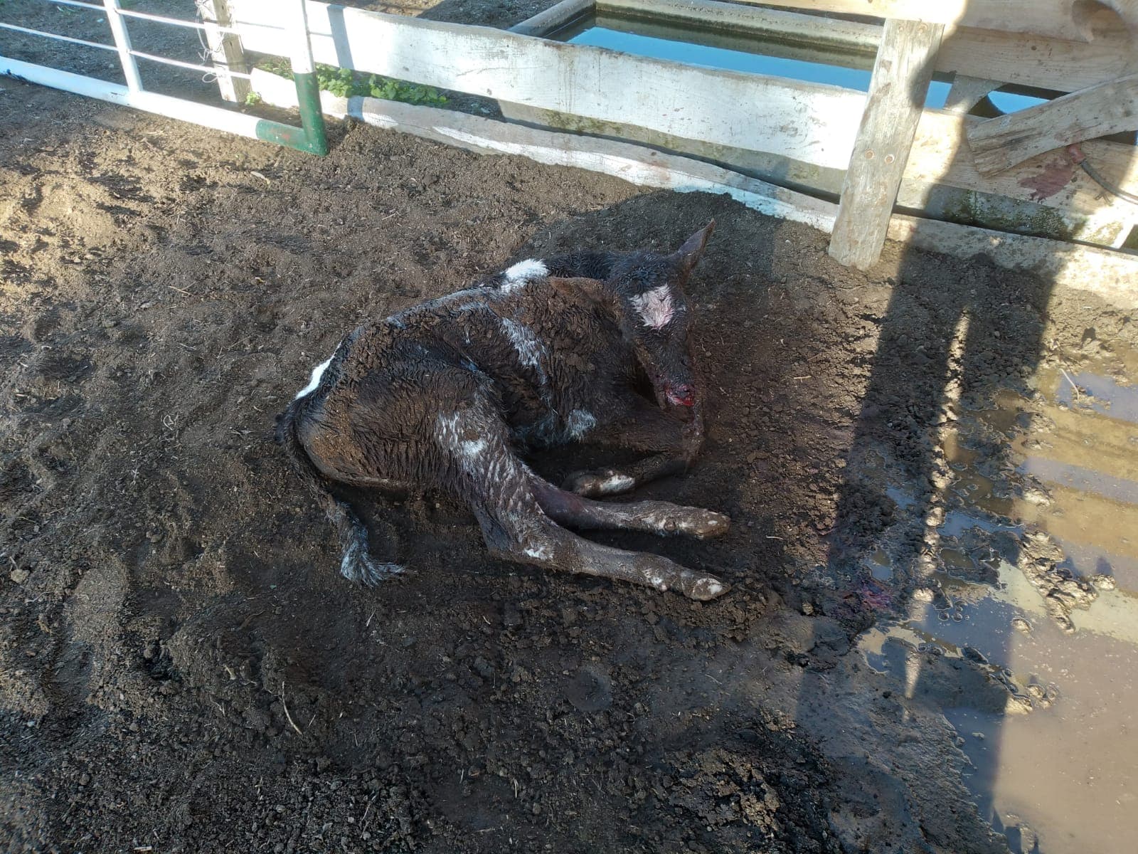 De nuevo perros mataron dos pequeños terneros en la Escuela Spegazzini