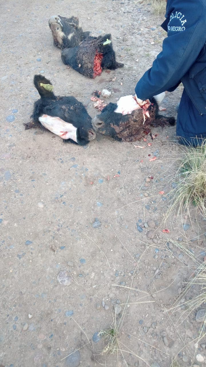 Cuatreros matan cuatro terneros en un campo de la ruta provincial N°1 cerca de Viedma