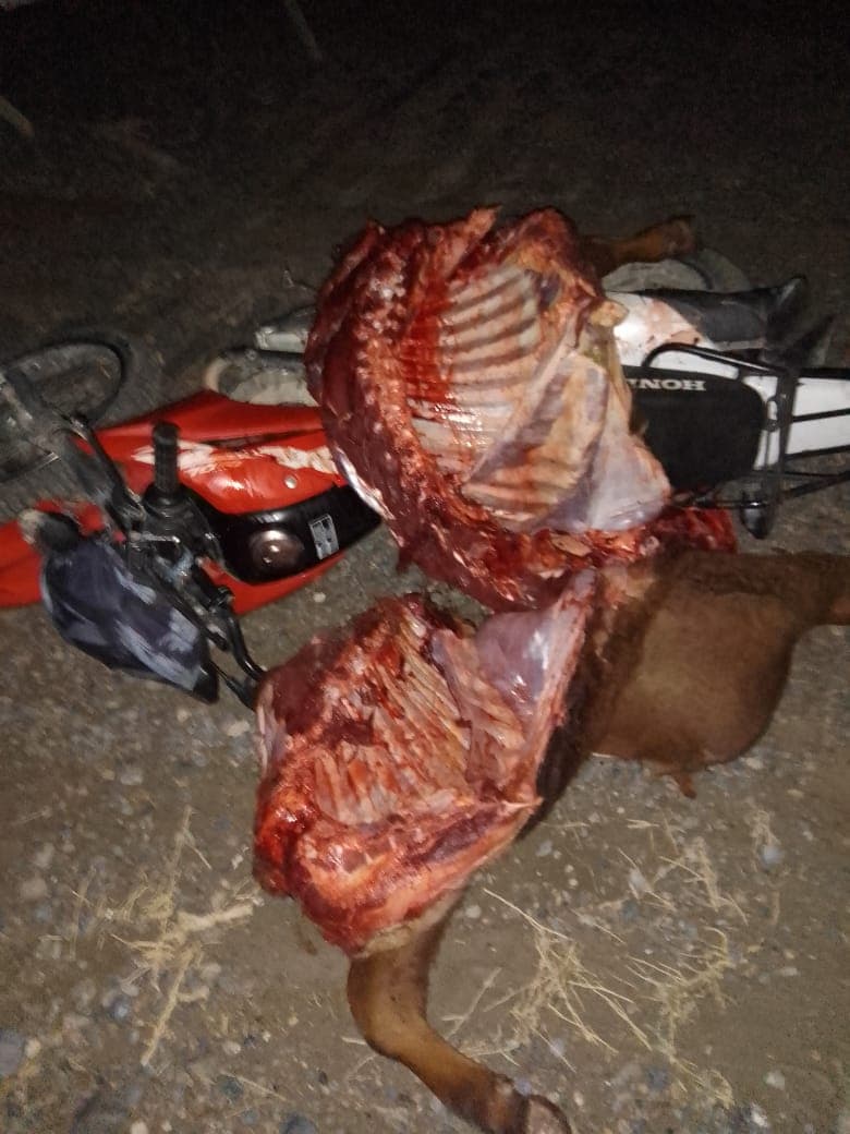 Prisión preventiva para un hombre imputado por robo de ganado bovino en un campo cercano a Viedma