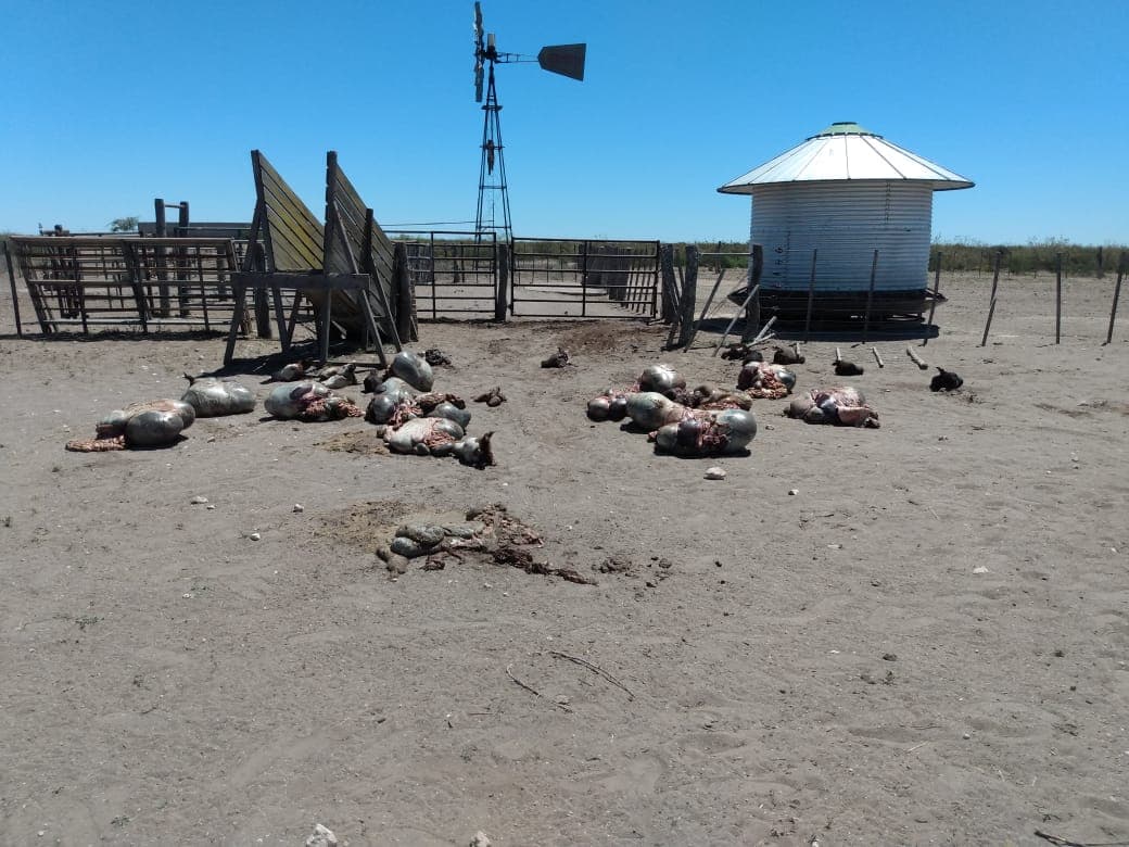 La Federación de Productores repudia el robo y faena de animales en campos de la provincia
