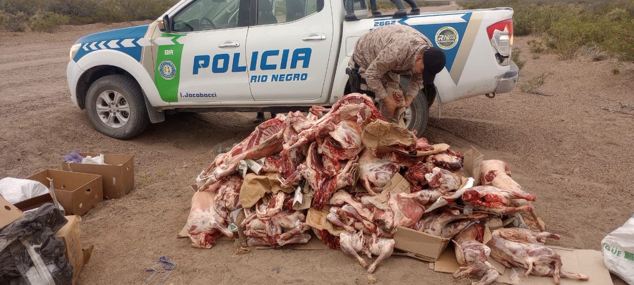 No llegarán a destino 50 chivos y corderos faenados secuestrados por la policía