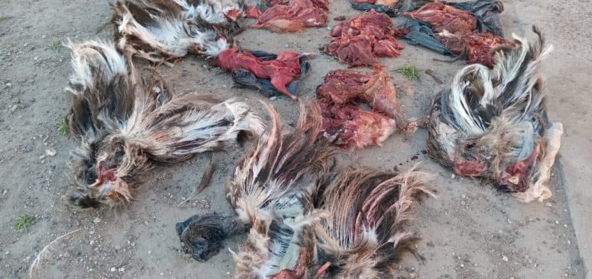 Cuatro detenidos con animales faenados de manera ilegal en Viedma
