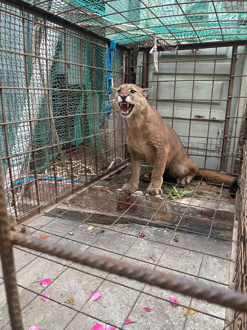 Fue rescataron el puma que ingresó a una vivienda del Casco Histórico de Patagones