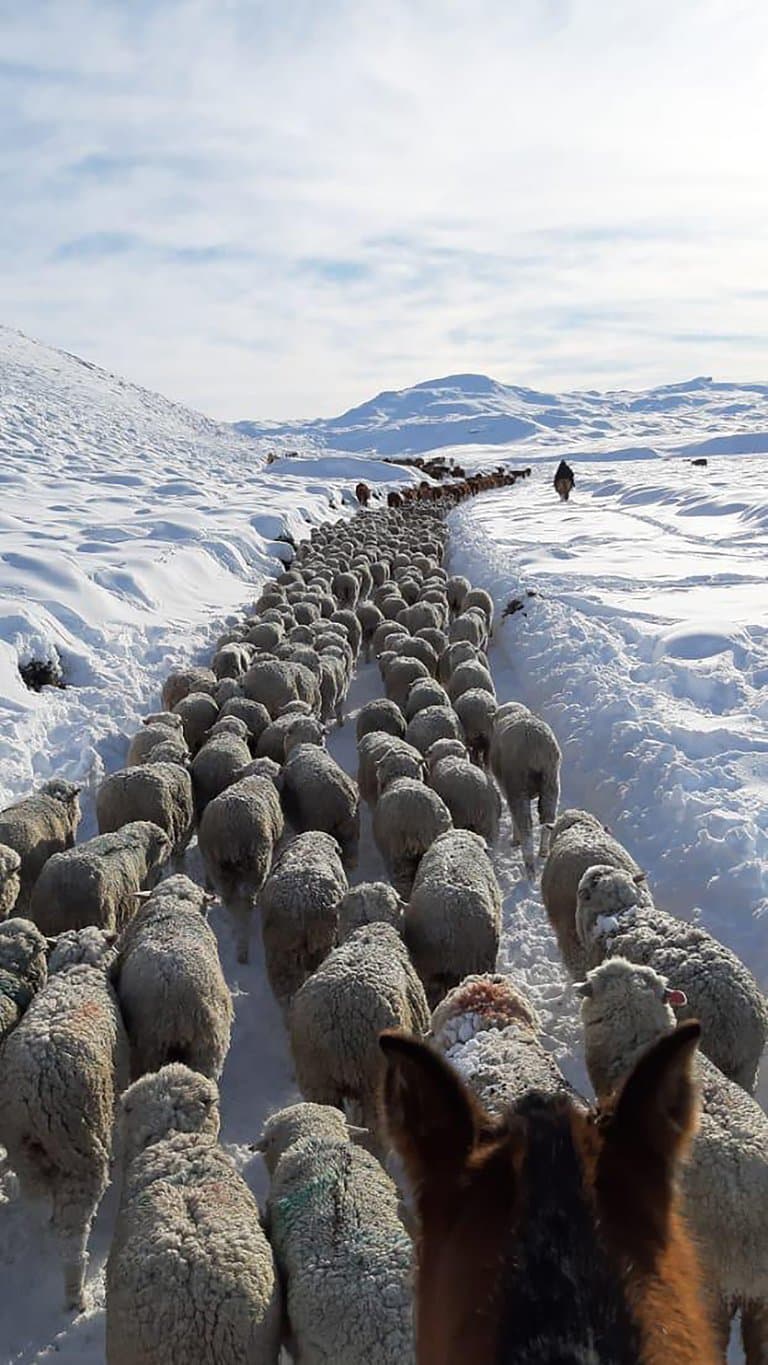 El campo ya advierte sobre una posible desaparición de la ganadería por las fuertes nevadas en la Patagonia