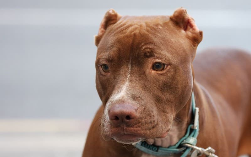 Un Pitbull atacó a un policía y le amputó un dedo, el dueño fue imputado por lesiones graves culposas