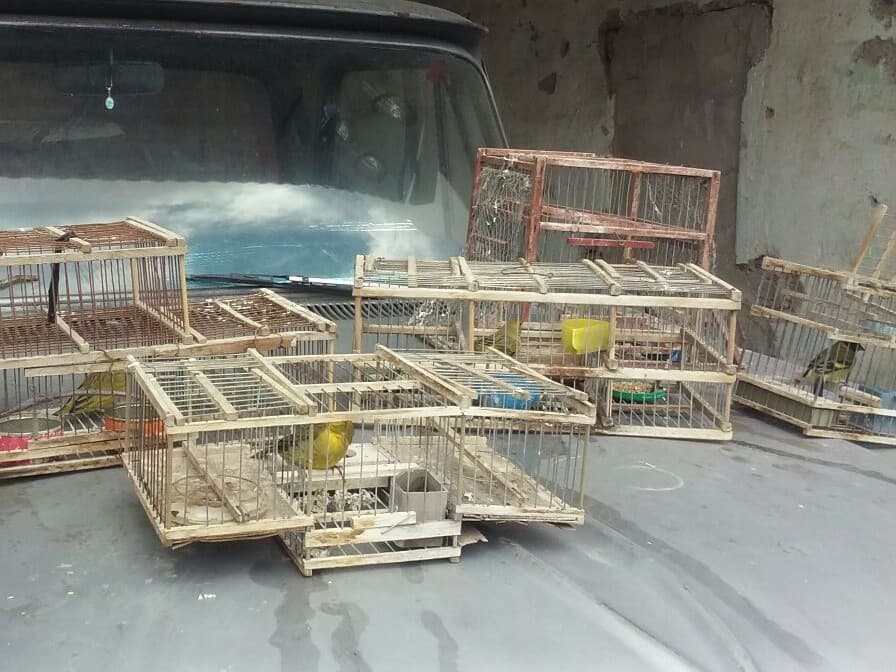 En un allanamiento secuestran aves silvestres