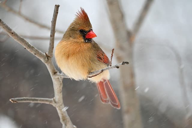 Un hombre fue imputado por tener once cardenales amarillos y otras aves en peligro de extinción