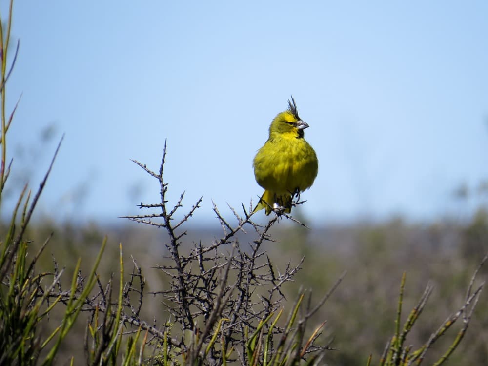 Tres hombres fueron imputados por tenencia ilegal de aves silvestres