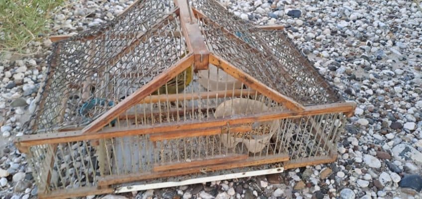 La policía detuvo a dos sujetos que tenían dentro del auto dos cardenales amarillos