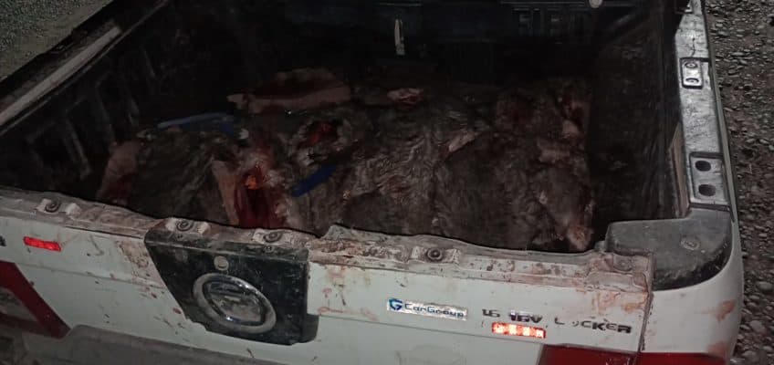 La Brigada Rural de comisó más de 40 vizcachas sin vida por ser una especie protegida en la región