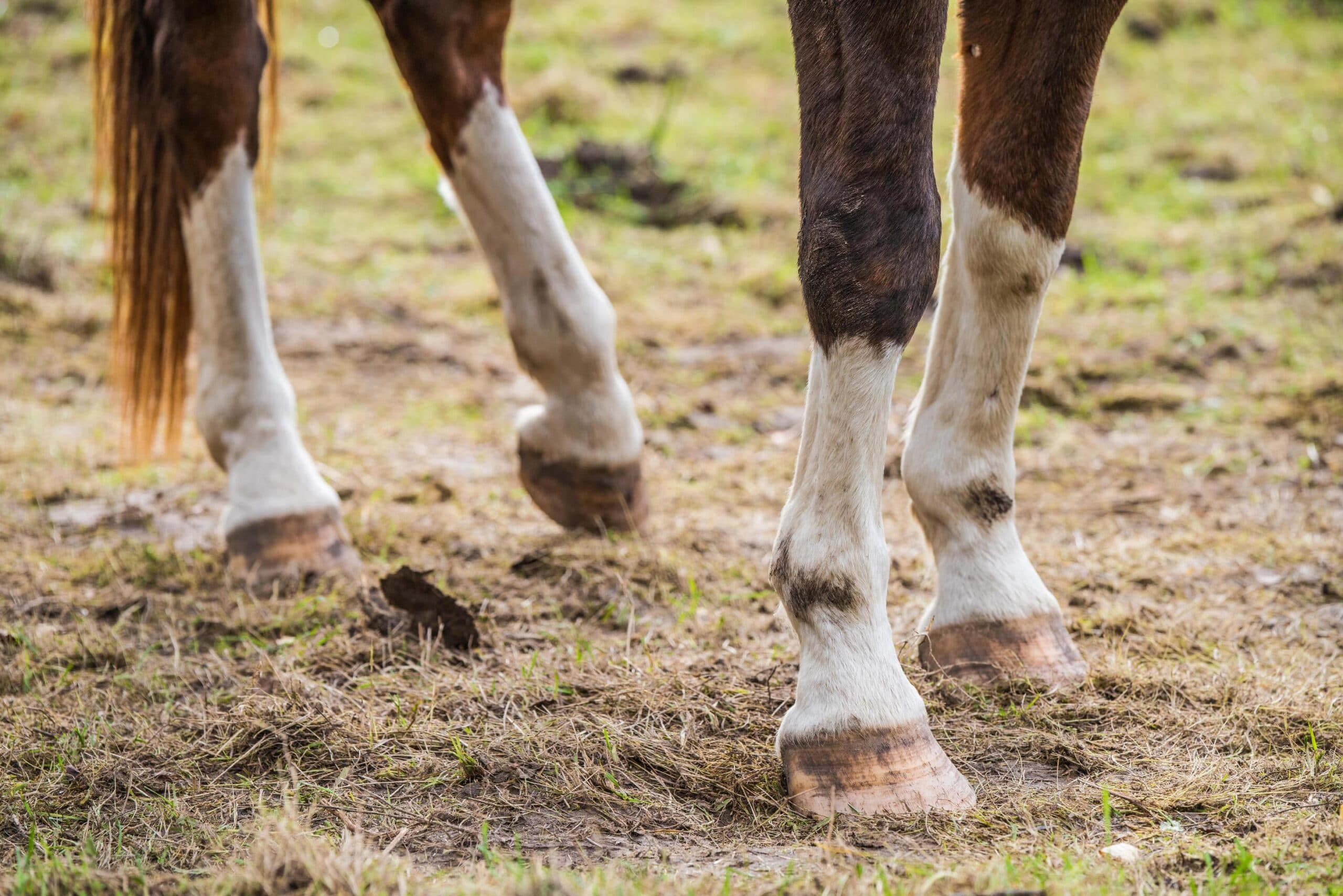 Un caballo de una empresa tiró a un trabajador y le dejó graves secuelas