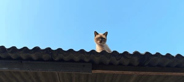 No lo dejaban dormir los gatos y ahuyentaron a sus inquilinos, fue condenado el vecinos por los daños