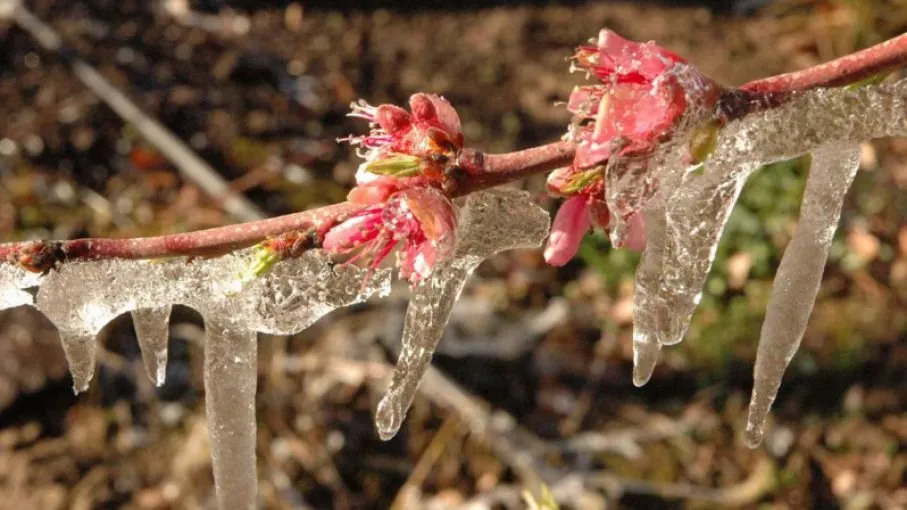 Weretilneck y Doñate piden el estado de emergencia agropecuaria para productores afectados por las heladas