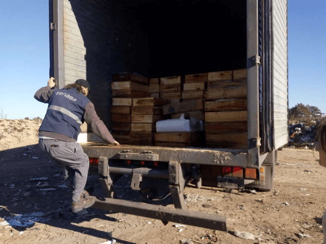 Decomisaron tres toneladas de pescado en el control de Senasa entre Bahía y Viedma