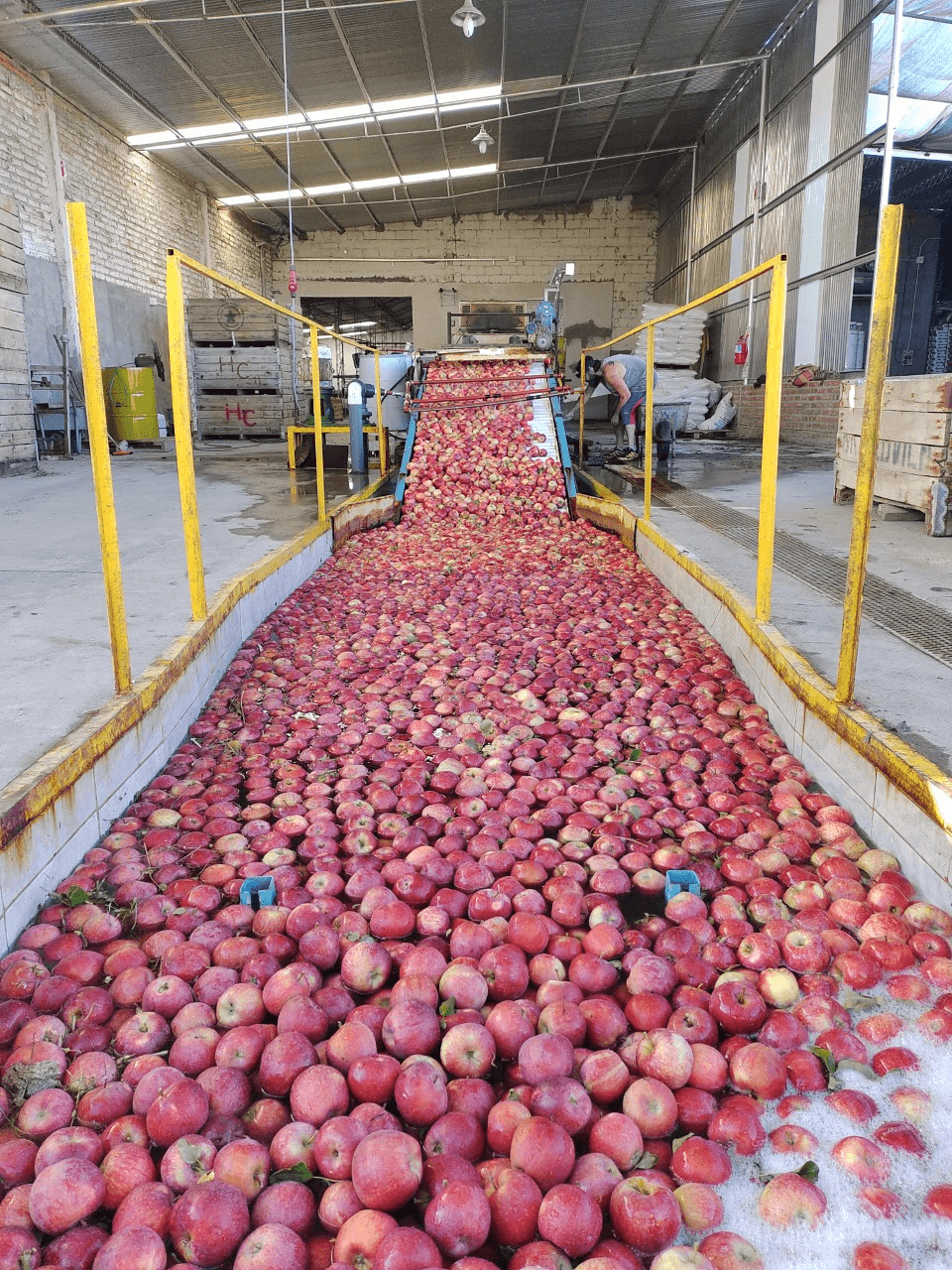 Un Proyecto de Ley para proteger la producción de peras y manzanas fue presentado por García Larraburu