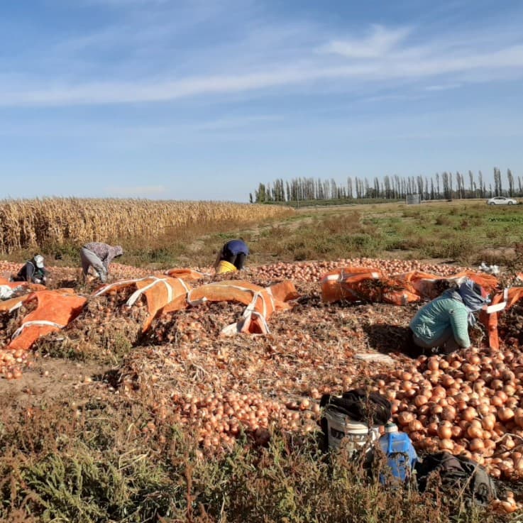 A un hombre lo llevaban a trabajar clandestinamente a la cebolla, cayó y murió, deberán indemnizan a su familia