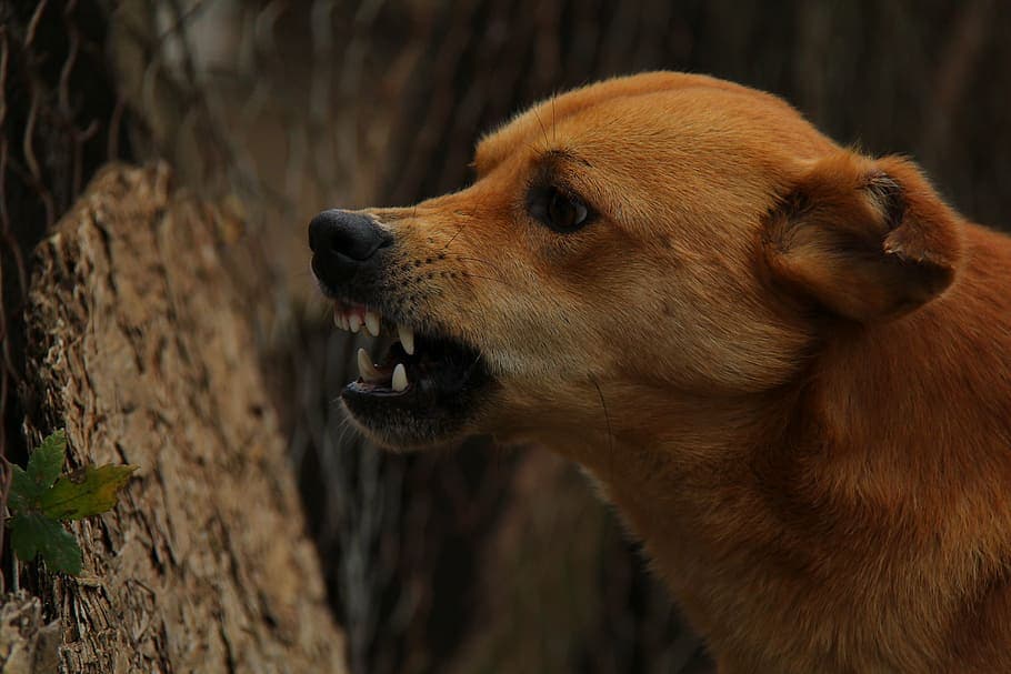 Fue mordida por un perro, la herida se infectó, hizo la denuncia y la dueña se hará cargo de los gastos