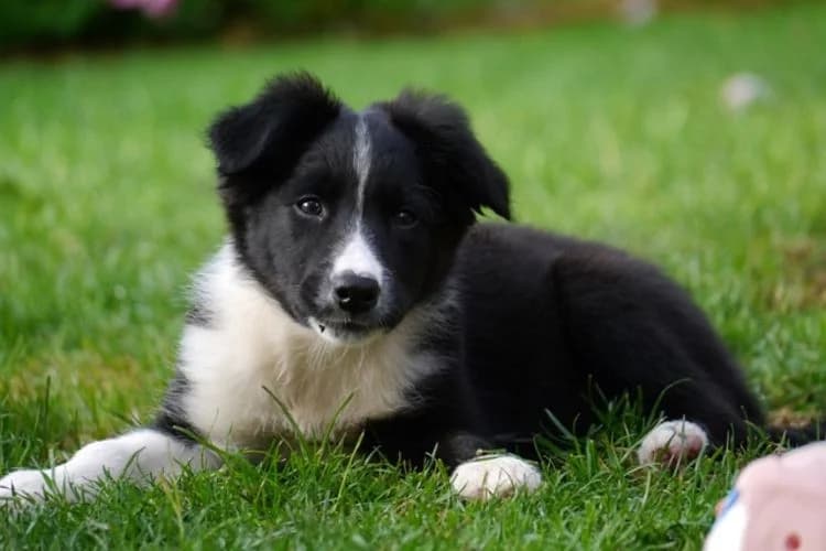 Compró un cachorro de criadero, llegó enfermo y se murió, la justicia ordenó un resarcimiento