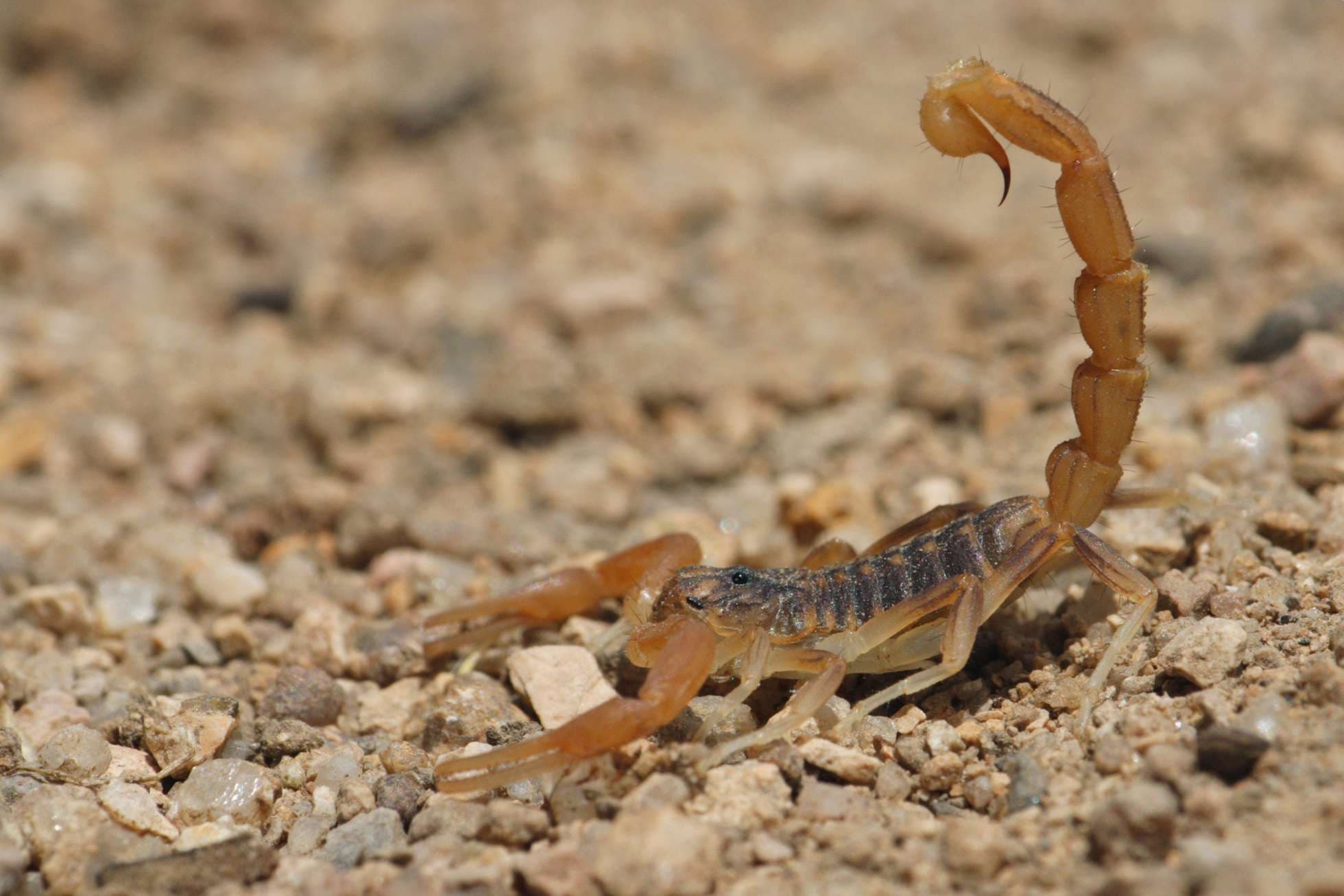 Ante la aparición de insectos y reptiles ponzoñosos piden a los vecinos tomar precaución