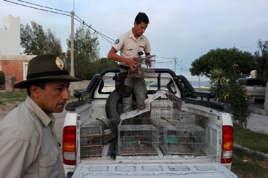 Allanamientos por tenencia ilegal de aves de fauna silvestre