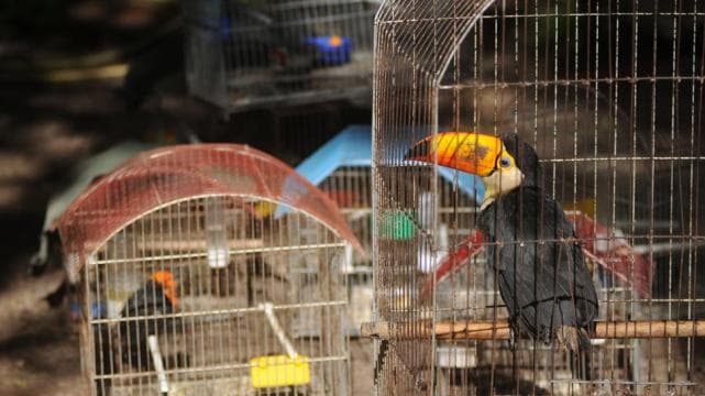 Prohíben la comercialización y tenencia ilegal de Fauna Silvestre en Río Negro