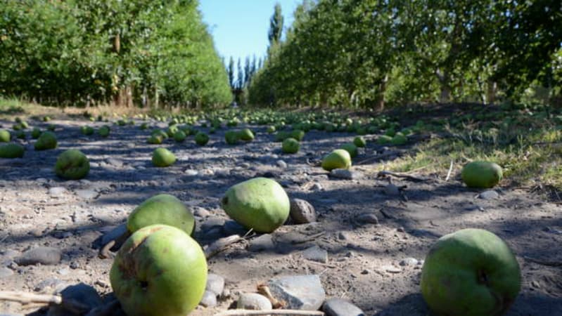 El Gobierno Nacional y Provincial pondrán a disposición un monto de dinero para ayudar a la crisis del sector frutícola
