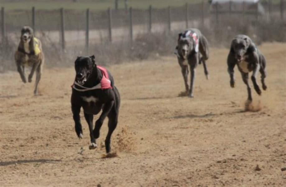 Pedirán al Congreso que no se prohiban las carreras de galgos