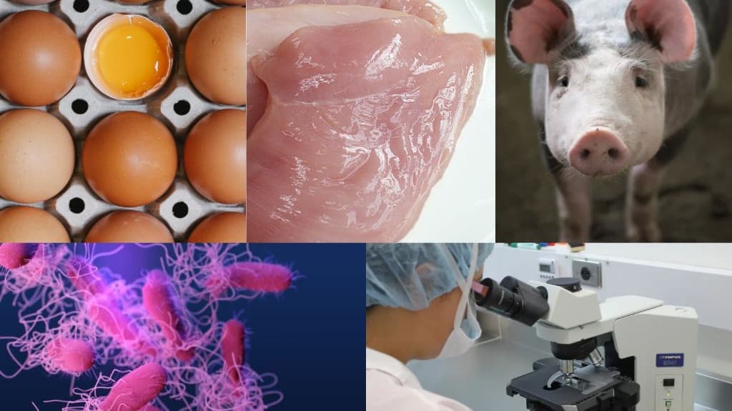 Los casos de Salmonelosis son normales en esta época del año y el Ministerio de Salud brinda recomendaciones