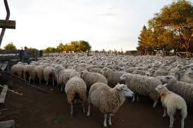 El 70% de la producción ovina está en la Patagonia