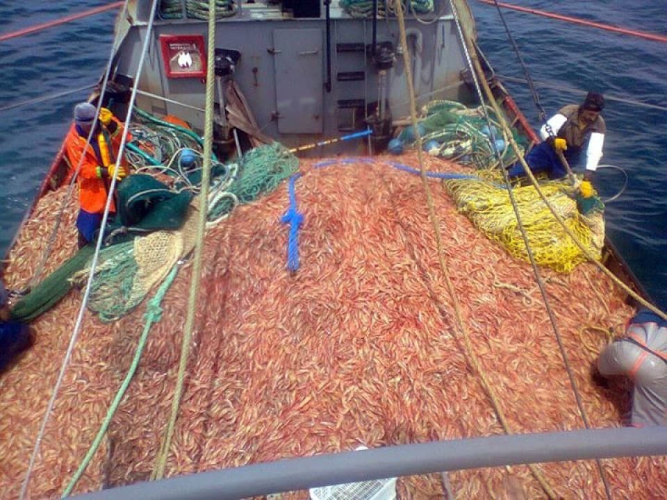 Prohíben la pesca de langostinos en aguas nacionales frente al Golfo San Matías