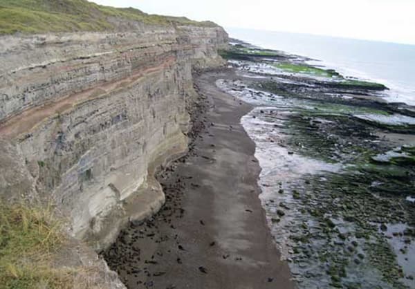 Cómo actuar ante los animales silvestres heridos o muertos en la playa