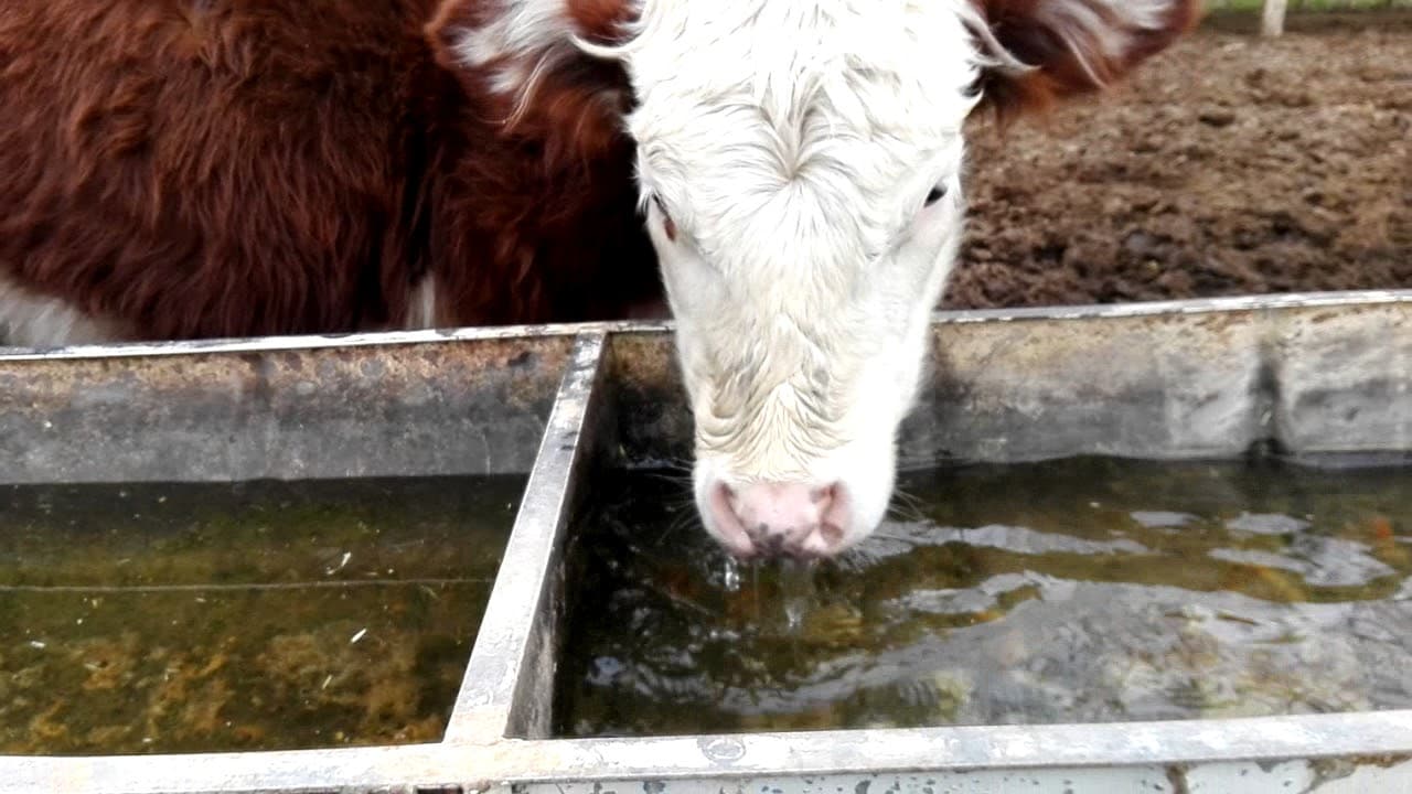 Salud advierte por una enfermedad Zoonótica, que se transmite de los animales al hombre