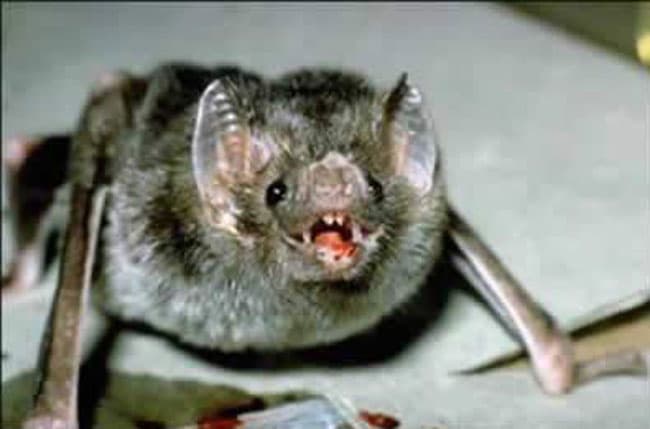 Encontraron un murciélago con rabia en el centro de Viedma y piden tener precaución