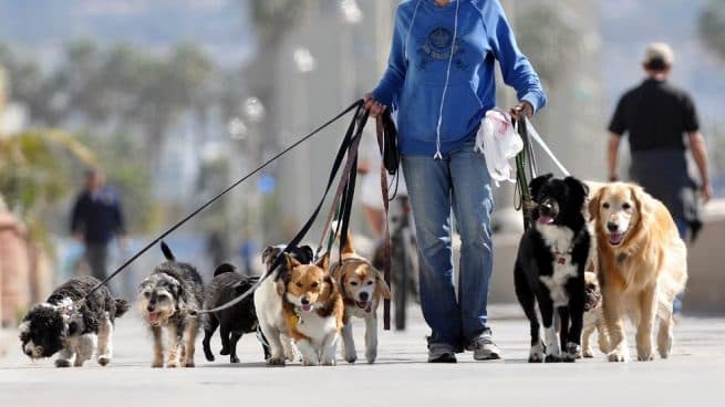 Fue atacado por los perros que cuidaba en un country y la ART deberá indemnizarlo