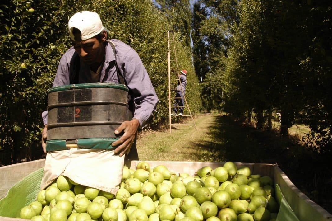 Eliminan las retenciones para la pera y la manzana