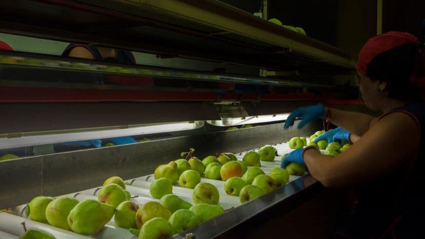 Se confirmó que habrá arancel de exportación cero para el jugo de pera
