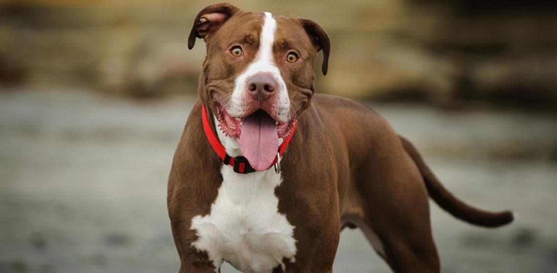 Un nene fue atacado por un pitbull y el dueño deberá indemnizar a la familia