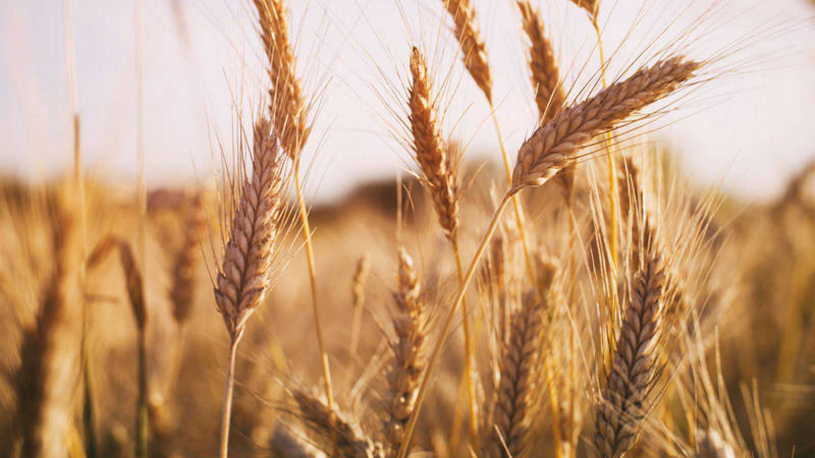 La producción agrícola incorpora más tecnología y mejor manejo