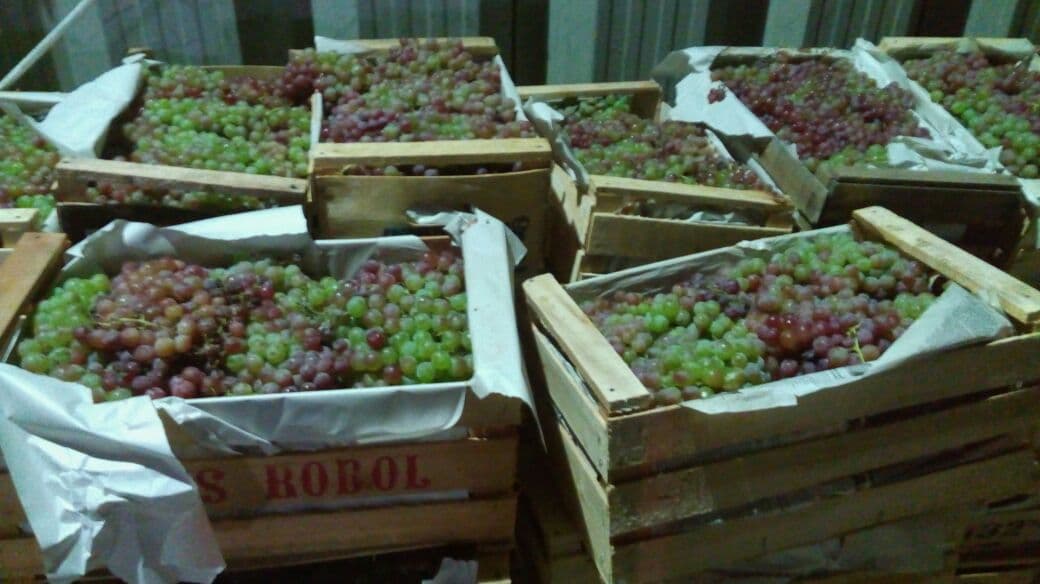 Decomisaron 1.800 kilos de uva con destino a Catriel