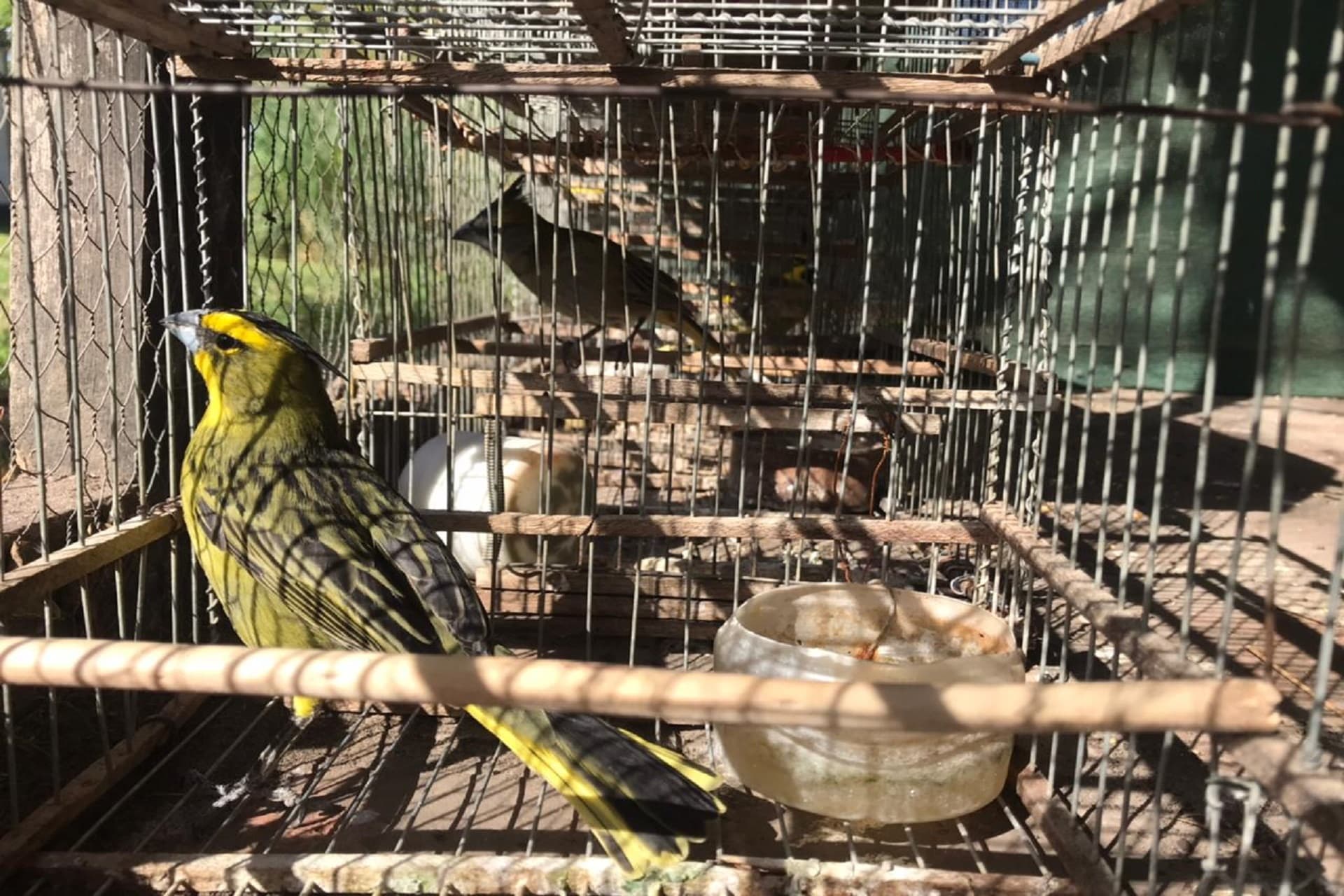 Secuestraron de 34 cardenales amarillos, un ejemplar de cabecita negra y un loro hablador