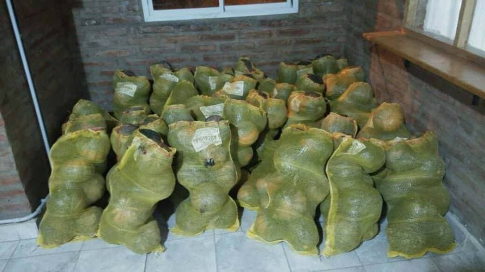 Infraccionan a un comerciante que vendía zapallos sin habilitación en Patagones